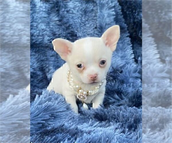 Medium Photo #6 Chihuahua Puppy For Sale in JACKSONVILLE, FL, USA