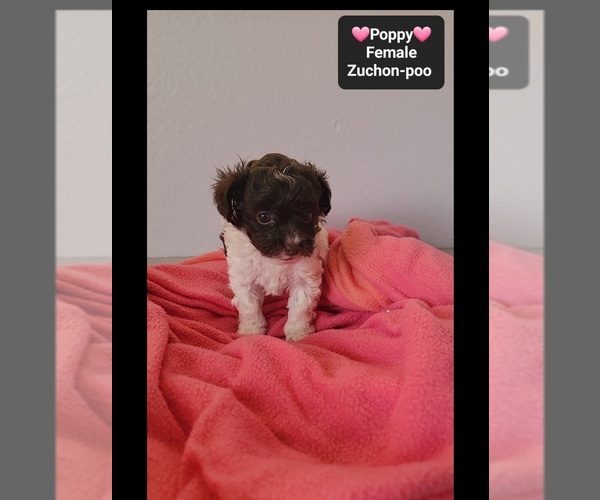 Medium Photo #2 Poodle (Toy)-Zuchon Mix Puppy For Sale in TUCSON, AZ, USA