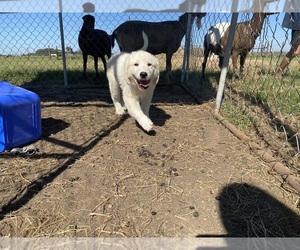 Great Pyrenees Puppy for sale in SEALY, TX, USA