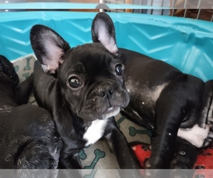 French Bulldog Puppy for sale in SEASIDE, CA, USA