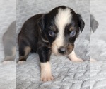 Puppy 9 Australian Shepherd