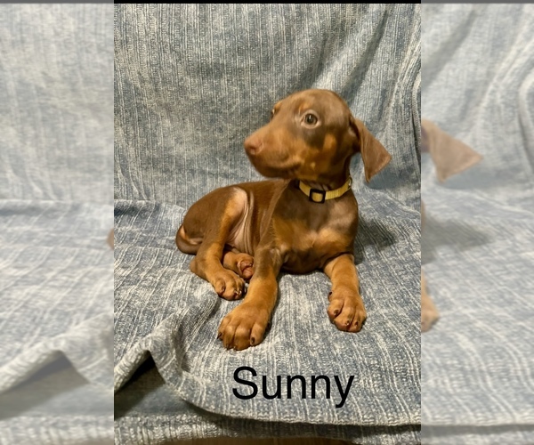 Medium Photo #3 Doberman Pinscher Puppy For Sale in AUSTIN, TX, USA