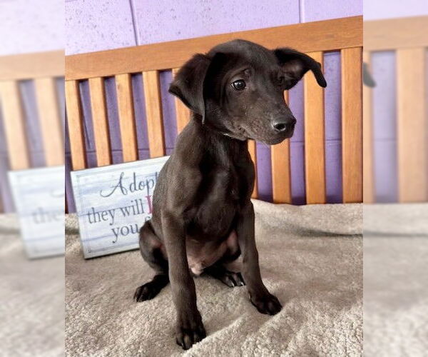 Medium Photo #1 Labrador Retriever-Unknown Mix Puppy For Sale in Genesee, WI, USA