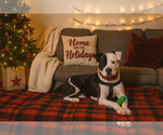 Auggie (Spot) - Male Mutt Dog for Adoption - Small photo