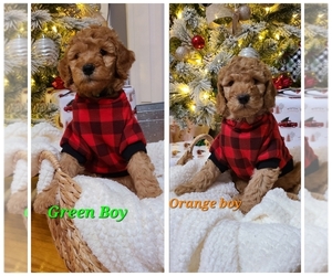 Goldendoodle (Miniature) Puppy for sale in KINGSPORT, TN, USA