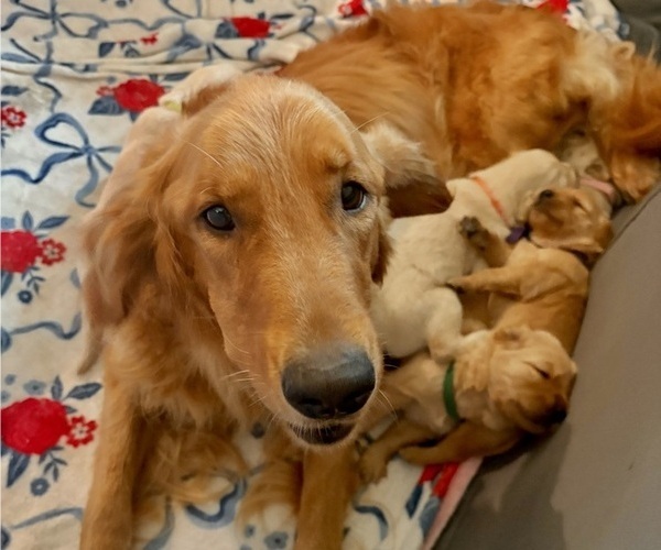 Medium Photo #1 Golden Retriever Puppy For Sale in VESUVIUS, VA, USA