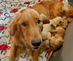 Small Photo #1 Golden Retriever Puppy For Sale in VESUVIUS, VA, USA
