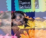 Small #18 Yorkshire Terrier