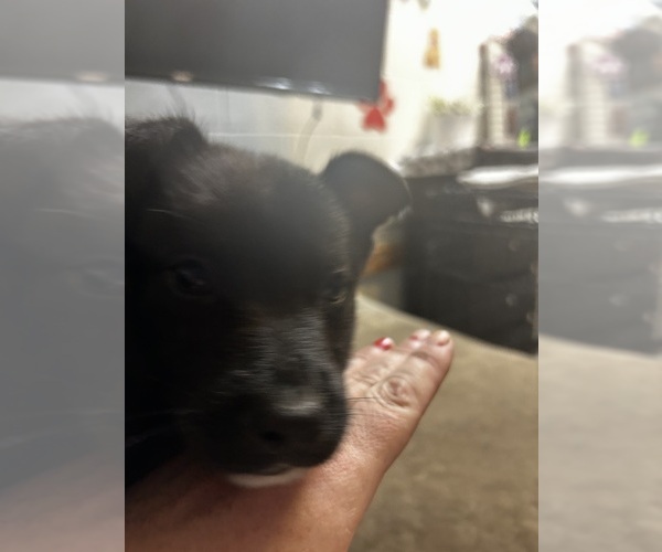 Medium Photo #4 Shollie Puppy For Sale in LUTZ, FL, USA