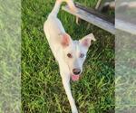 Small German Shepherd Dog Mix