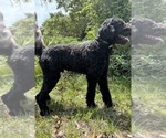 Small #1 Poodle (Standard)