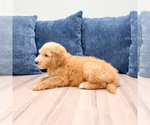 Small #2 Goldendoodle (Miniature)