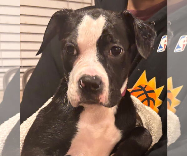 Medium Photo #1 American Staffordshire Terrier-Boxer Mix Puppy For Sale in Holly Springs, NC, USA