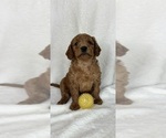 Small #1 Goldendoodle (Miniature)