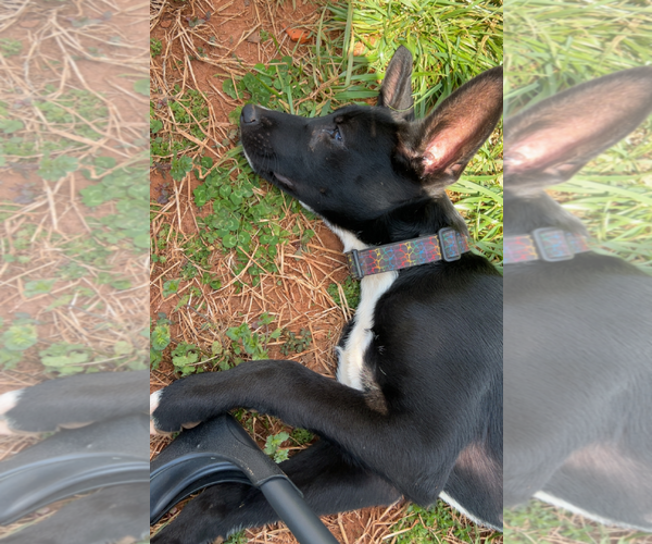 Medium Photo #5 Mutt Puppy For Sale in Holly Springs, NC, USA