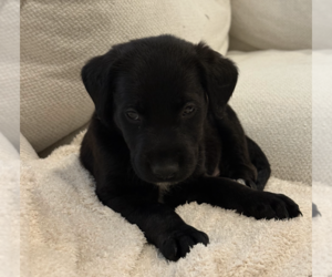 Mutt Dogs for adoption in Brooklyn, NY, USA