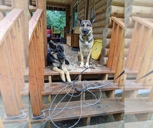 Father of the German Shepherd Dog puppies born on 11/19/2021