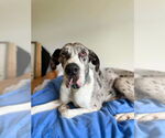 Small #2 Great Dane