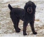 Small Photo #1 Goldendoodle Puppy For Sale in SYRACUSE, IN, USA