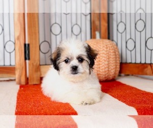 Zuchon Puppy for sale in NAPLES, FL, USA