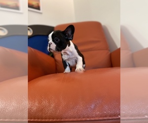 French Bulldog Puppy for sale in VIRGINIA BCH, VA, USA