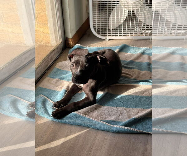 Medium Photo #15 American Pit Bull Terrier-Labrador Retriever Mix Puppy For Sale in Germantown, OH, USA