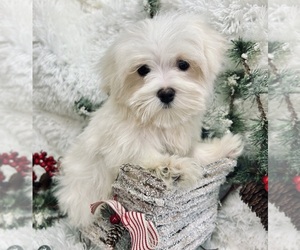 Maltese Puppy for sale in WINSLOW, AR, USA