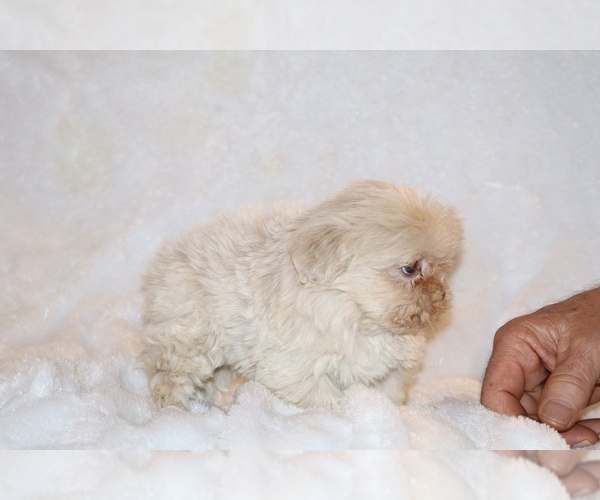 Medium Photo #11 ShihPoo Puppy For Sale in DYERSBURG, TN, USA