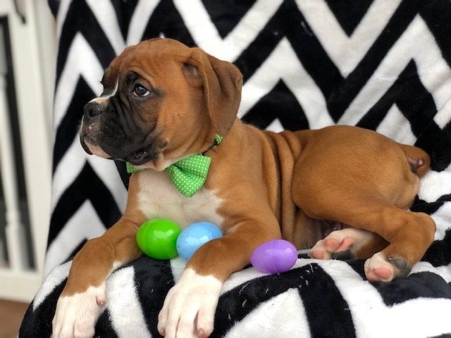 Medium Photo #9 Boxer Puppy For Sale in EAST EARL, PA, USA