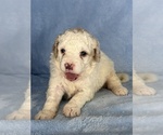 Small Photo #5 Bernedoodle (Miniature) Puppy For Sale in STERRETT, AL, USA