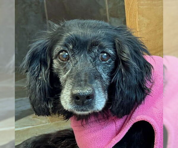 Medium Photo #14 Cocker Spaniel Puppy For Sale in Arlington, VA, USA