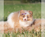 Small #2 Pomeranian
