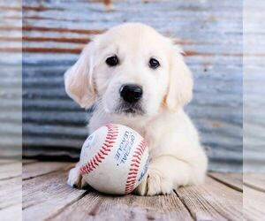 English Cream Golden Retriever Puppy for sale in DUNDEE, OH, USA