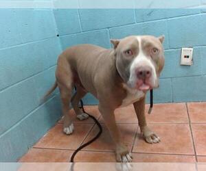 American Pit Bull Terrier Dogs for adoption in Downey, CA, USA