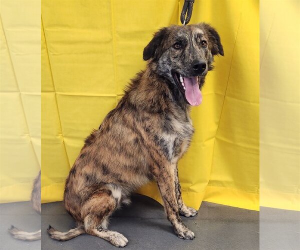 Medium Photo #3 Catahoula Leopard Dog-Great Pyrenees Mix Puppy For Sale in Clinton, OK, USA