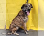 Small #2 Catahoula Leopard Dog-Great Pyrenees Mix