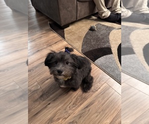 Shih Tzu Puppy for sale in SHIRLEY, NY, USA