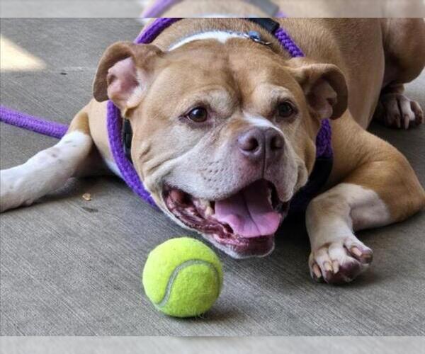 Medium Photo #2 American Pit Bull Terrier Puppy For Sale in Derwood, MD, USA