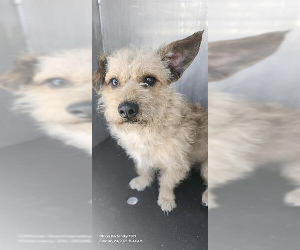 Medium Photo #1 Mutt Puppy For Sale in San Antonio, TX, USA