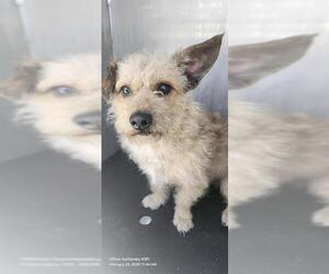 Mutt Dogs for adoption in San Antonio, TX, USA