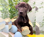 Small #1 Catahoula Leopard Dog-Labrador Retriever Mix
