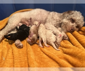 Cockapoo Puppy for sale in LOWELL, MA, USA