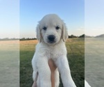 Puppy Green Golden Retriever