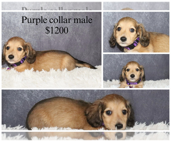 Medium Photo #1 Dachshund Puppy For Sale in INDEPENDENCE, IA, USA
