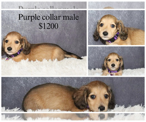 Dachshund Puppy for sale in INDEPENDENCE, IA, USA