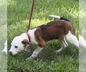 GRITS - Female Beagle Dog for Adoption - Photo #2