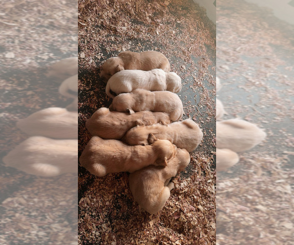 Medium Photo #1 Golden Retriever Puppy For Sale in ROSEBORO, NC, USA