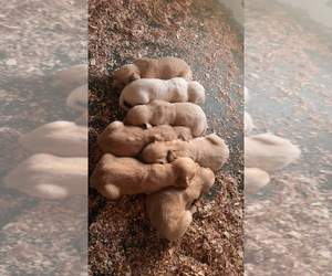Golden Retriever Litter for sale in ROSEBORO, NC, USA