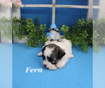 Small #13 Poodle (Toy)