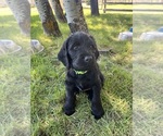 Small #2 Labradoodle